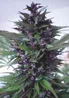 Homegrown Purple > Homegrown Fantaseeds | Reguläre Hanfsamen  |  Hybrid